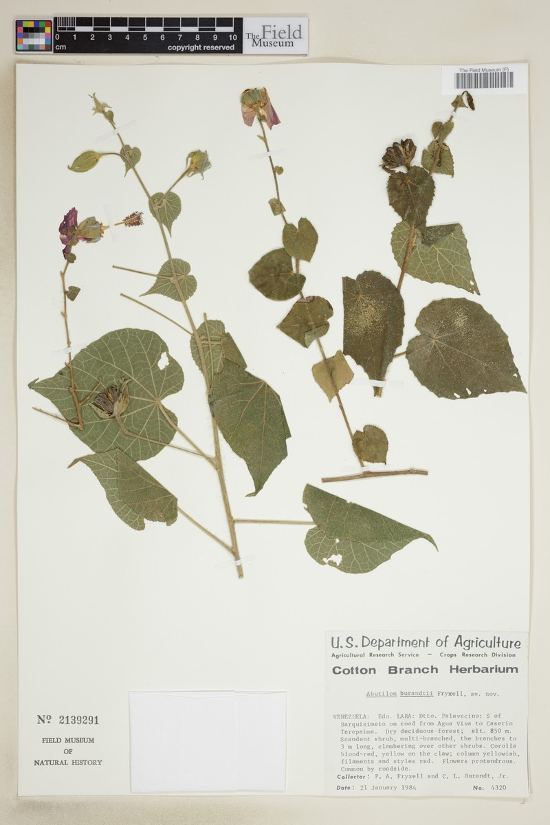 Abutilon burandtii photo 2
