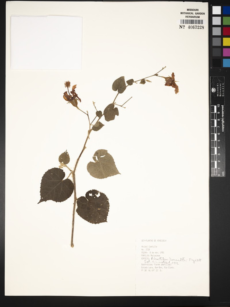 Abutilon burandtii photo 3
