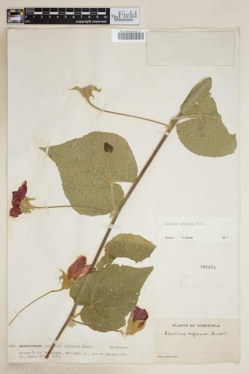 Abutilon burandtii photo 4