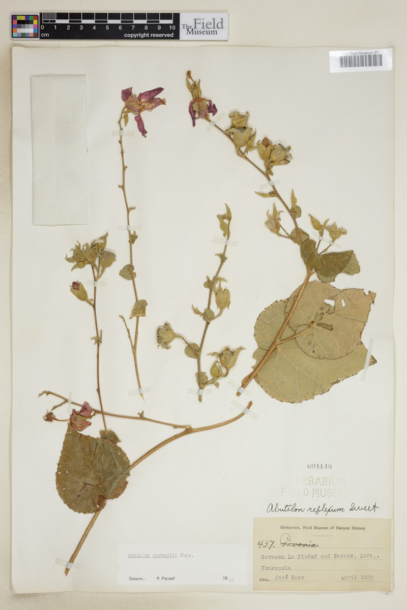 Abutilon burandtii photo 5