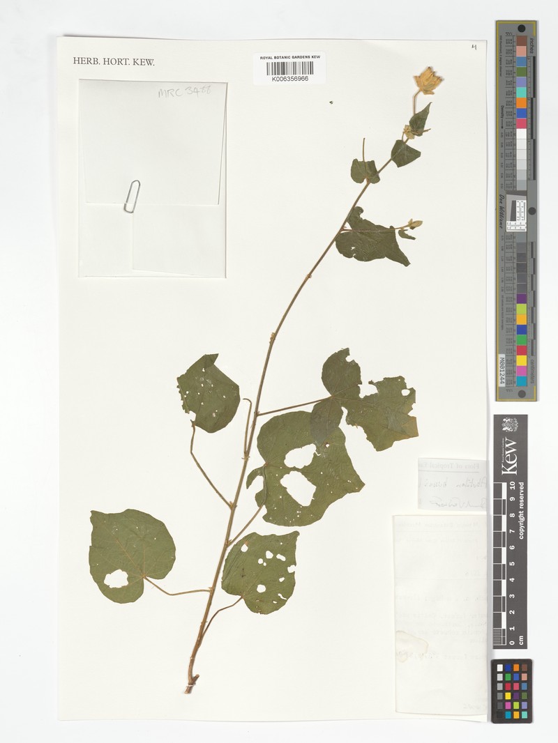 Abutilon bussei