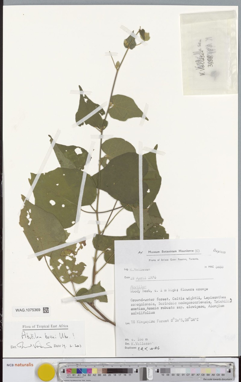 Abutilon bussei photo 2
