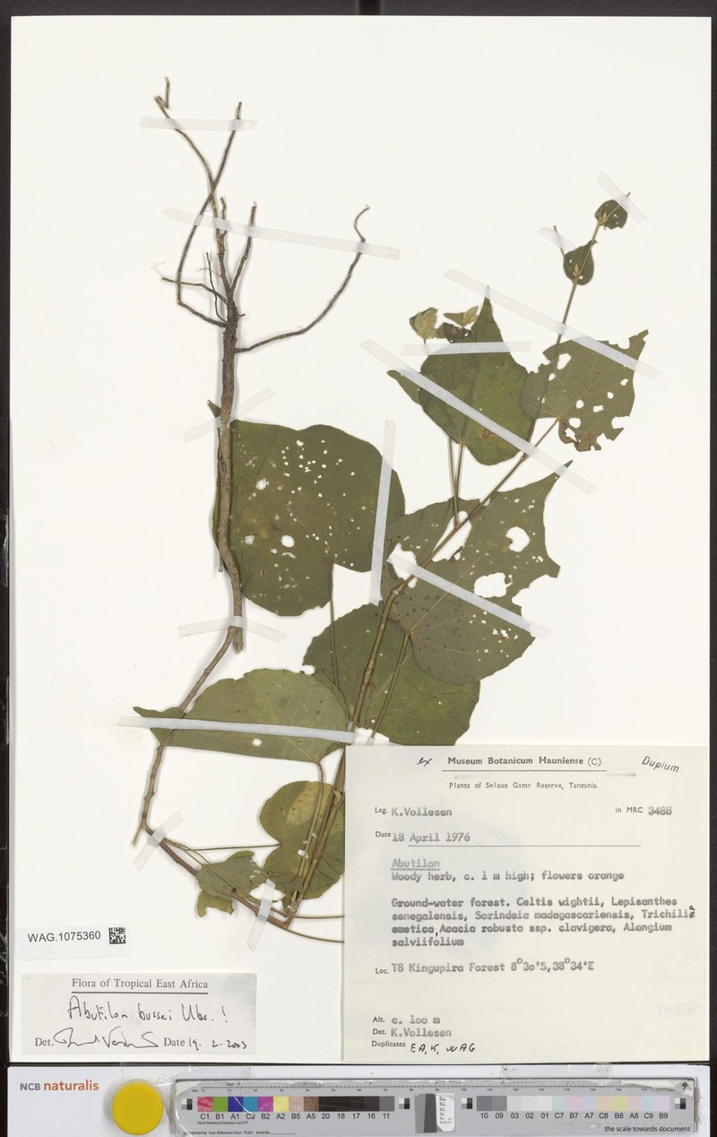 Abutilon bussei photo 3