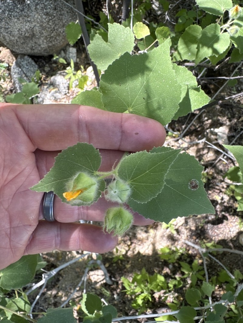 Abutilon californicum photo 2