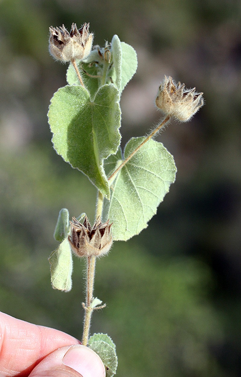 Abutilon californicum photo 3