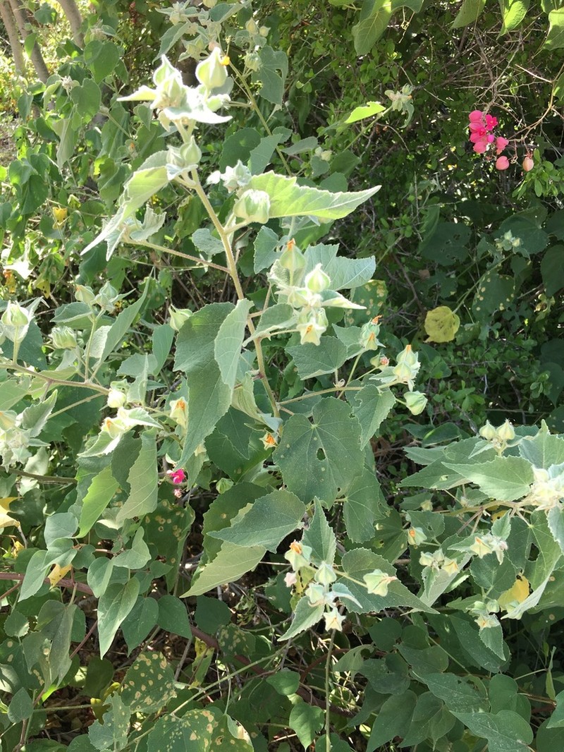 Abutilon californicum photo 6