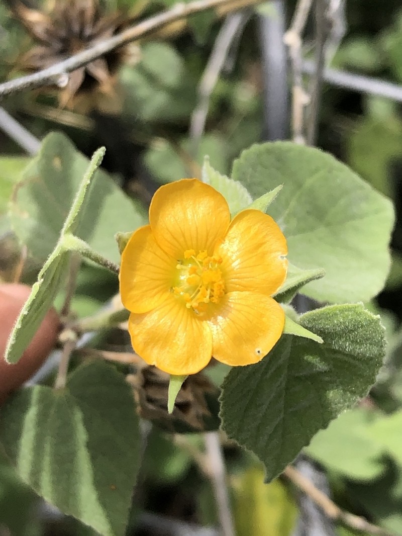 Abutilon californicum photo 8