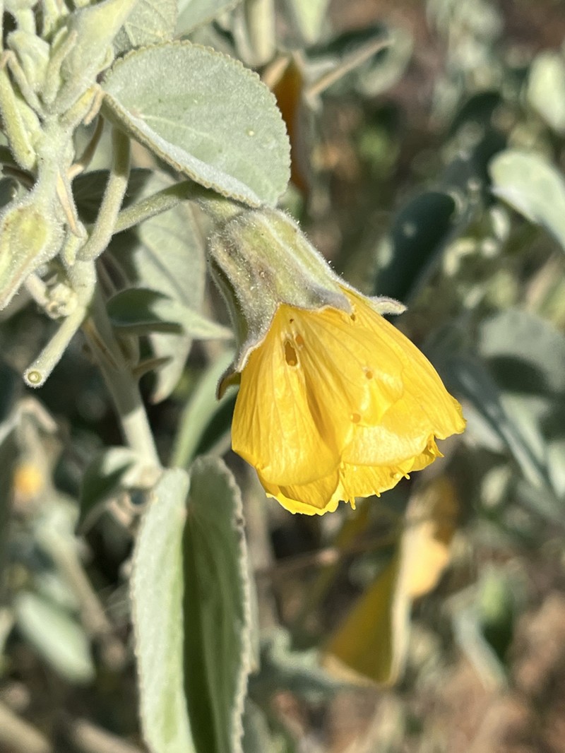 Abutilon calliphyllum
