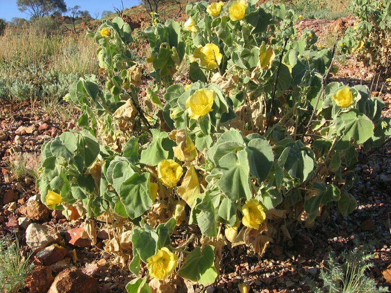 Abutilon calliphyllum photo 3
