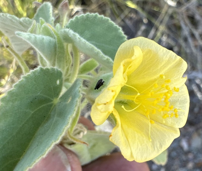 Abutilon calliphyllum photo 4