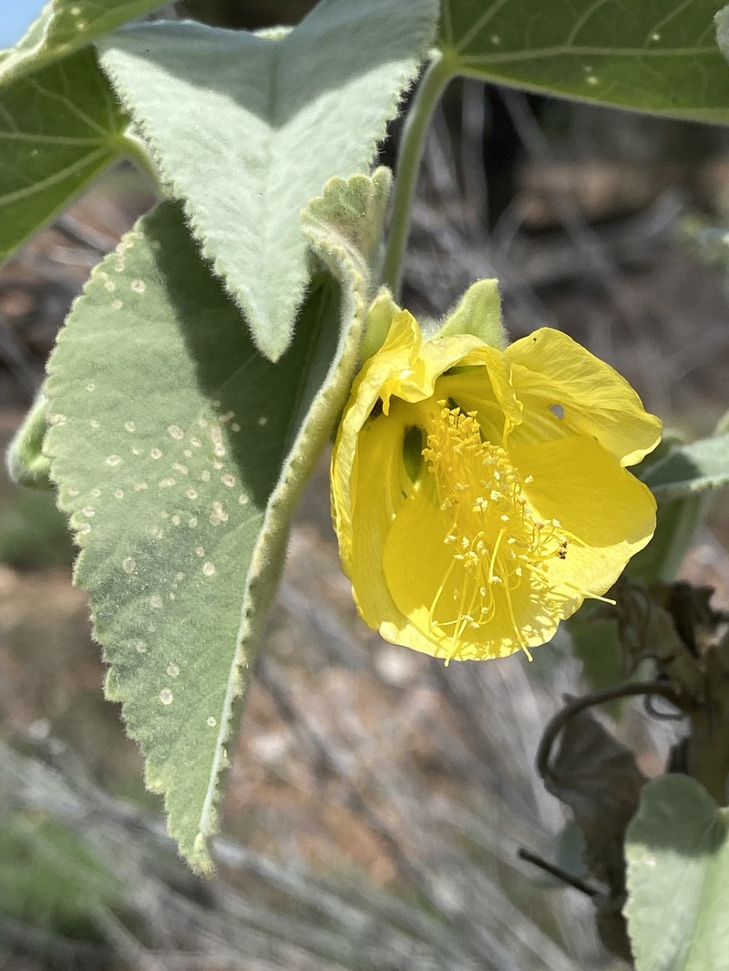 Abutilon calliphyllum photo 6