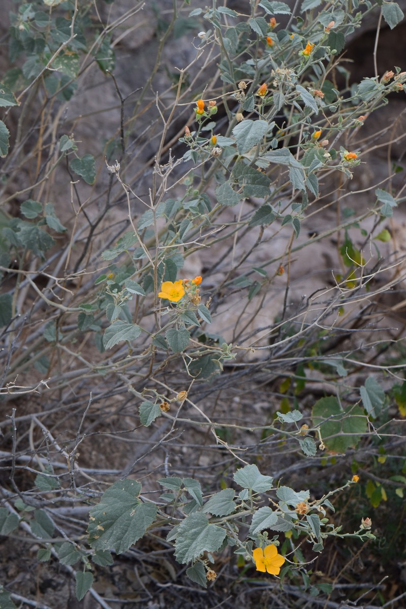 Abutilon coahuilae photo 2