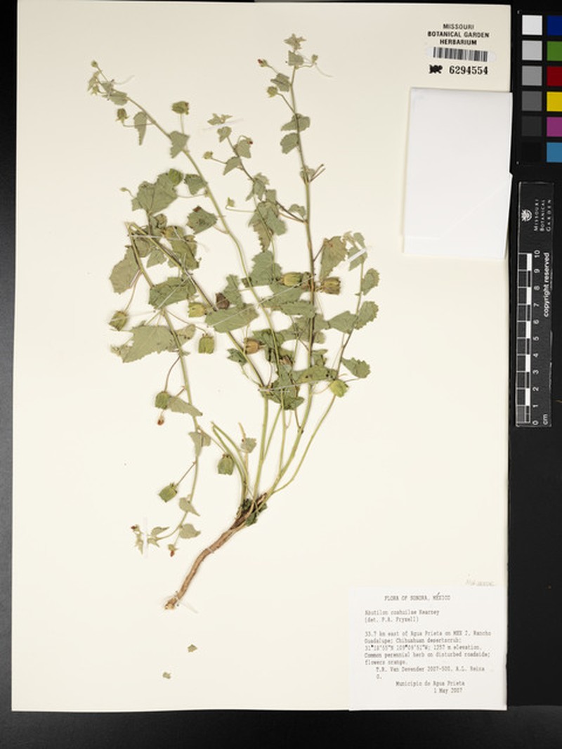 Abutilon coahuilae photo 3