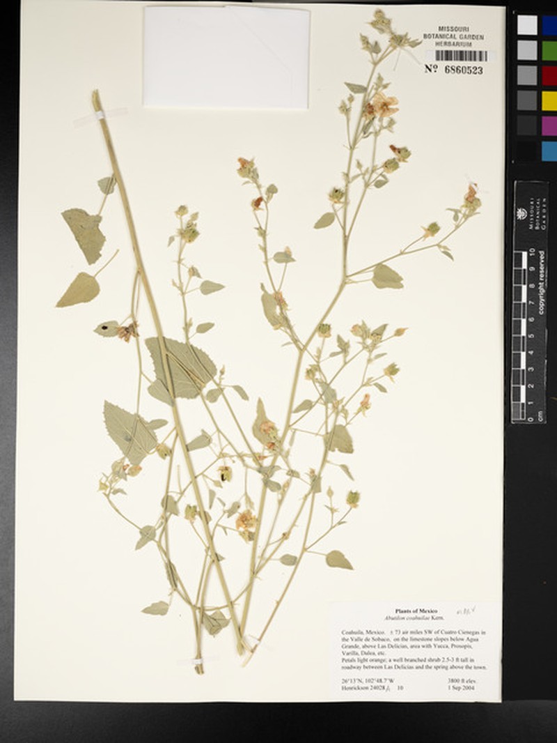 Abutilon coahuilae photo 4