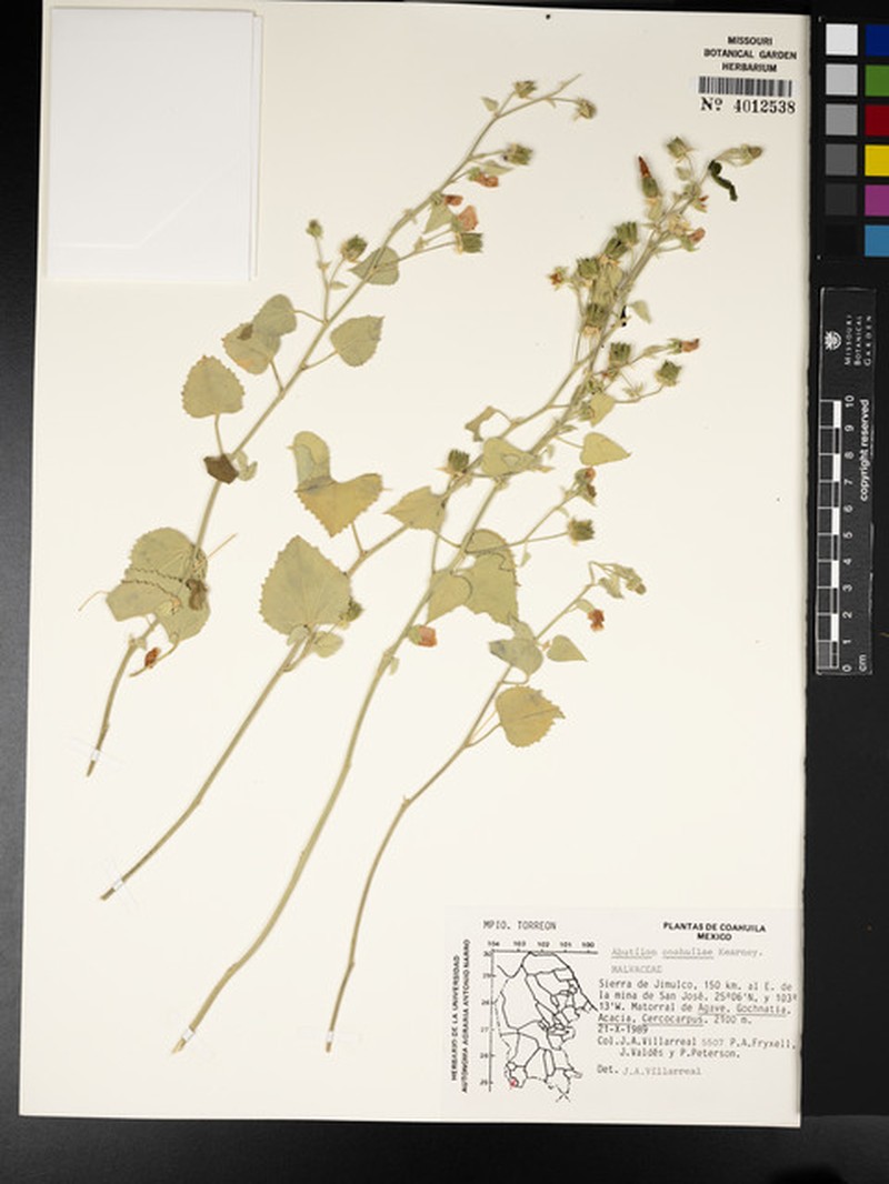 Abutilon coahuilae photo 5