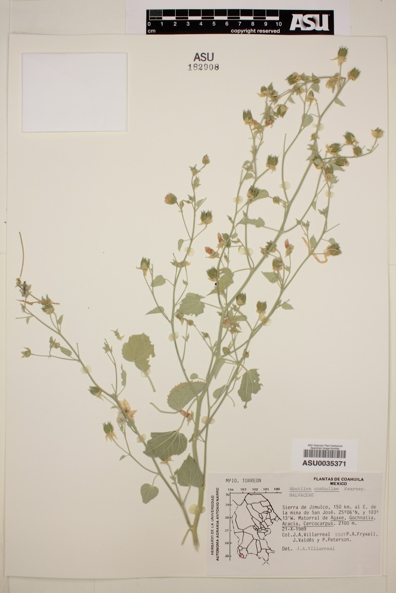 Abutilon coahuilae photo 6