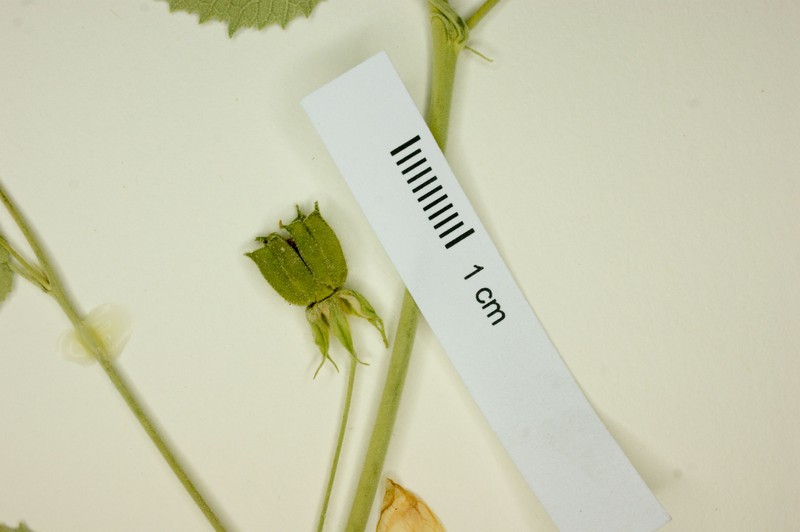 Abutilon coahuilae photo 7