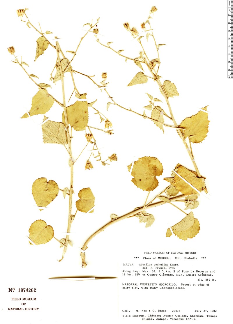 Abutilon coahuilae photo 8