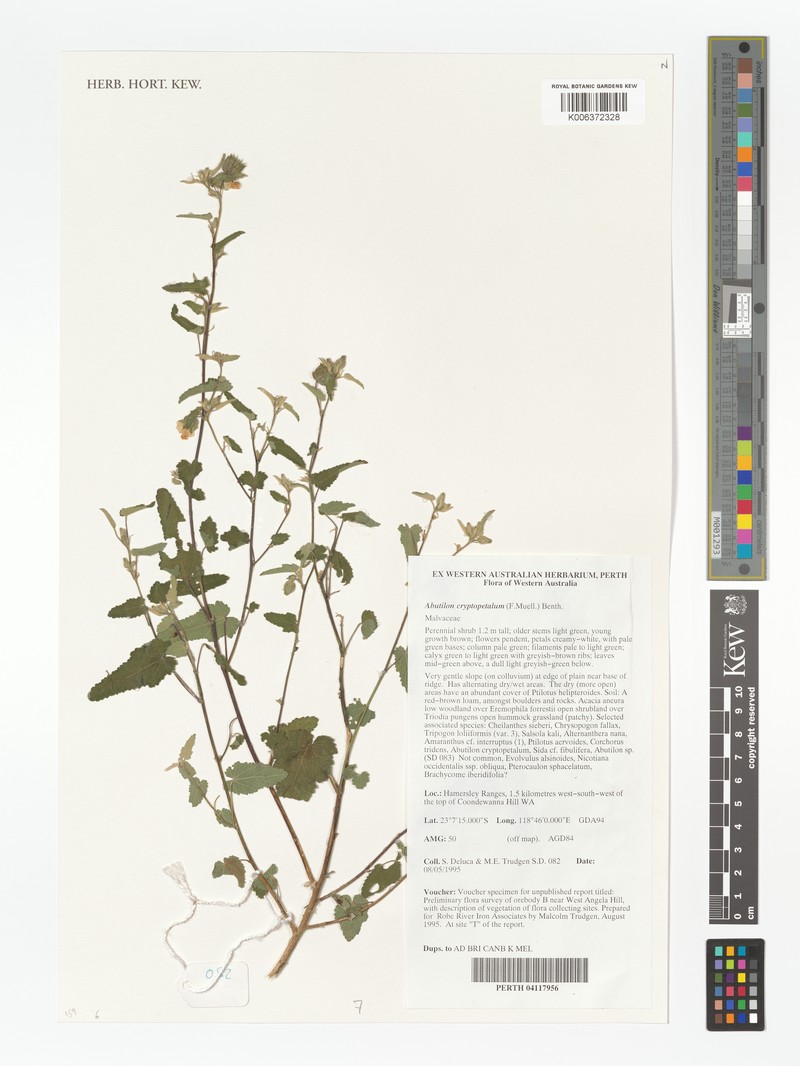 Abutilon cryptopetalum photo 4