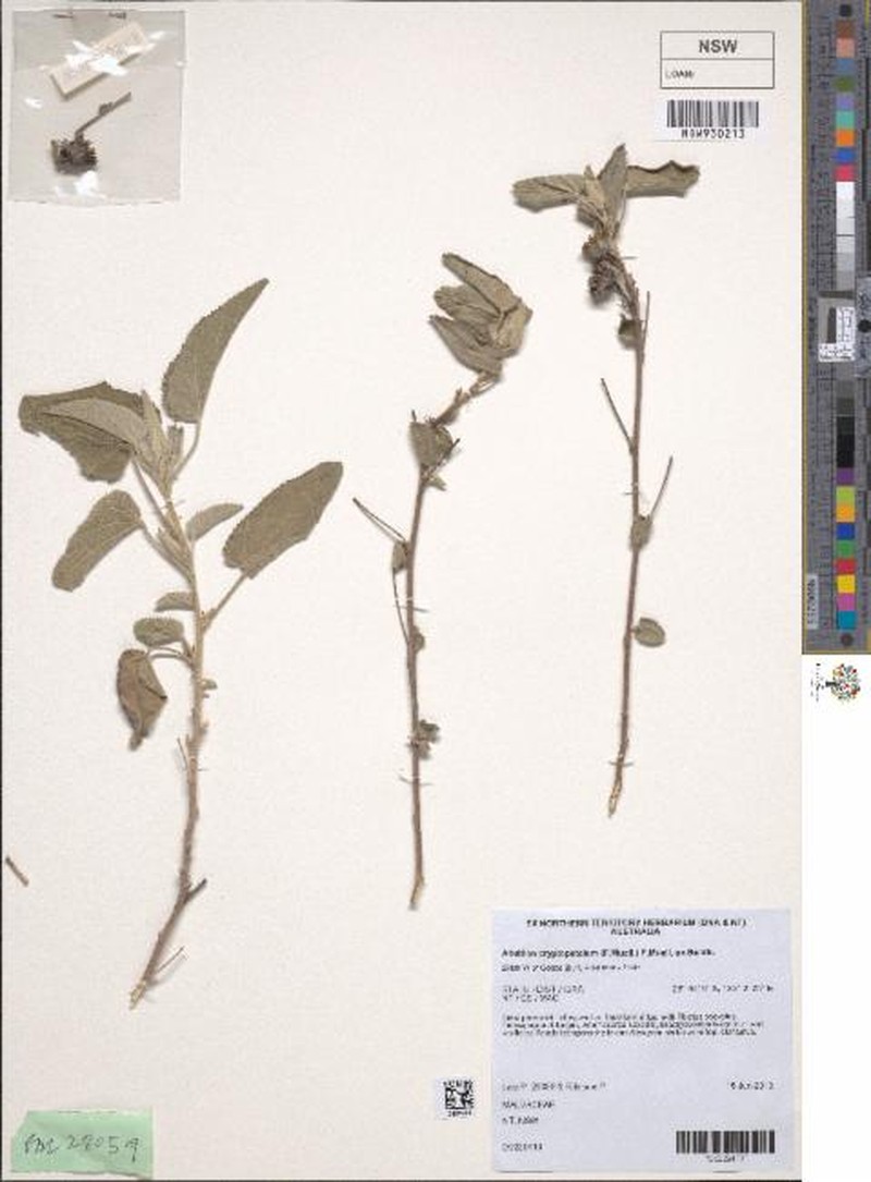 Abutilon cryptopetalum photo 5