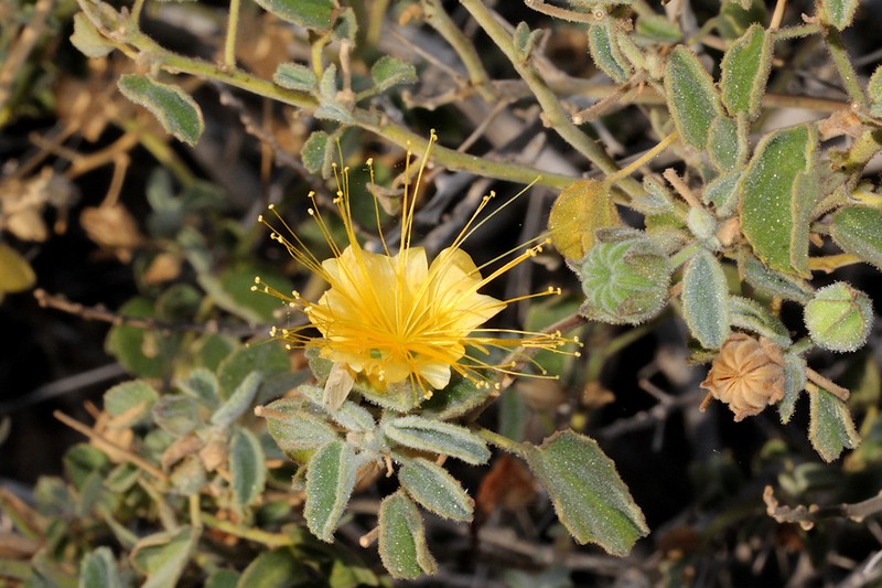Abutilon cunninghamii