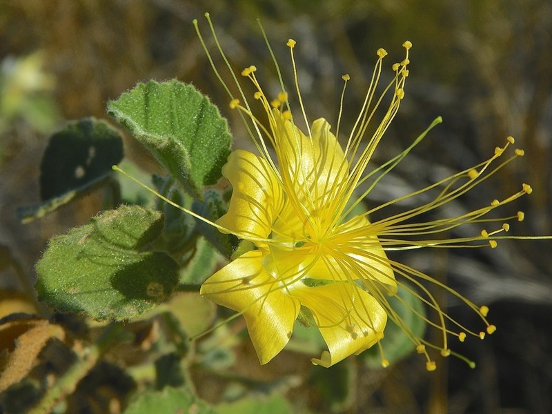 Abutilon cunninghamii photo 3