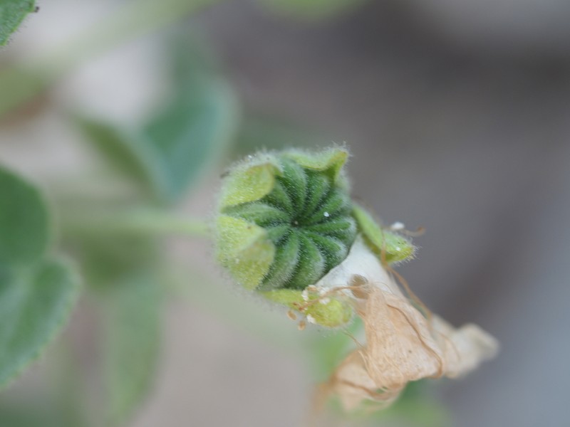 Abutilon cunninghamii photo 5