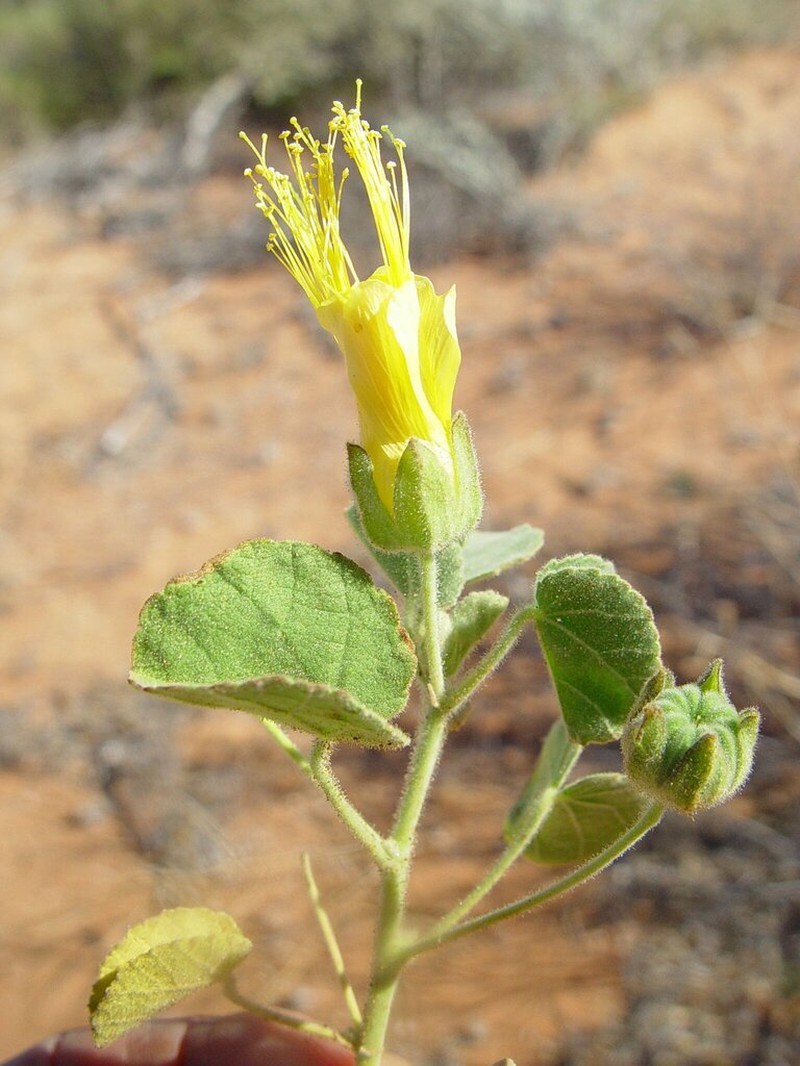 Abutilon cunninghamii photo 8