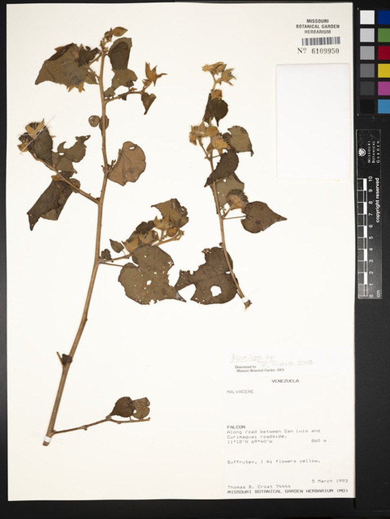 Abutilon cuspidatum