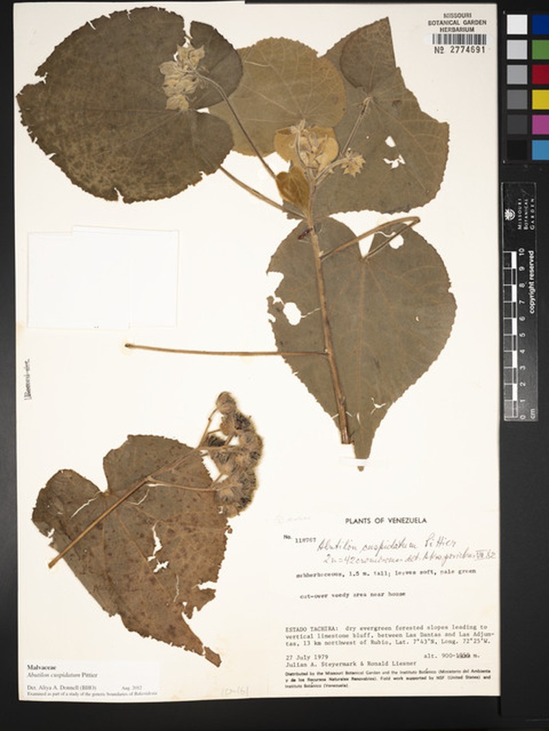 Abutilon cuspidatum photo 2