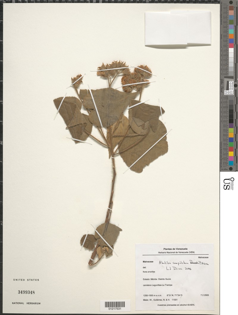 Abutilon cuspidatum photo 3