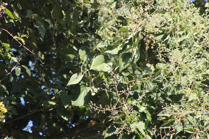 Abutilon densiflorum