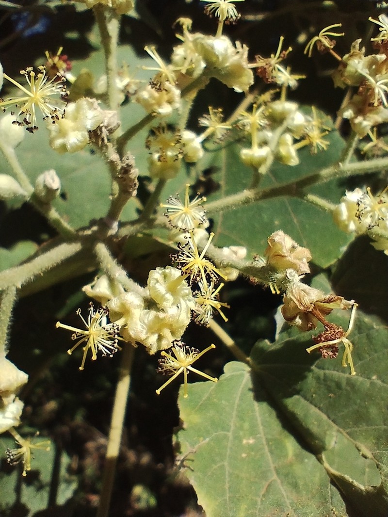Abutilon densiflorum photo 2