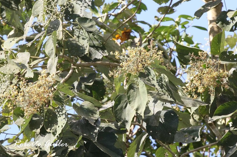 Abutilon densiflorum photo 4