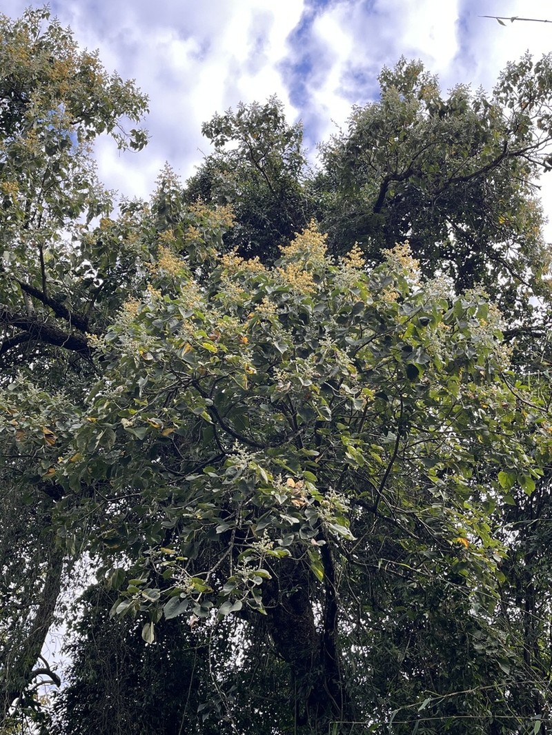 Abutilon densiflorum photo 5