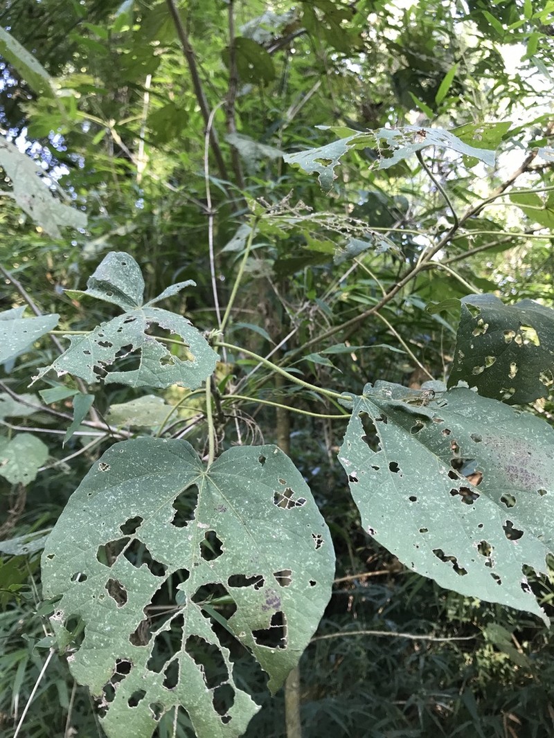 Abutilon densiflorum photo 6
