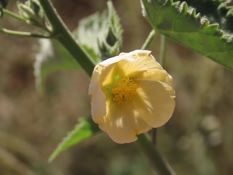 Abutilon dinteri