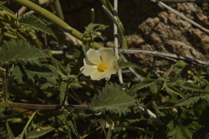 Abutilon dinteri photo 3