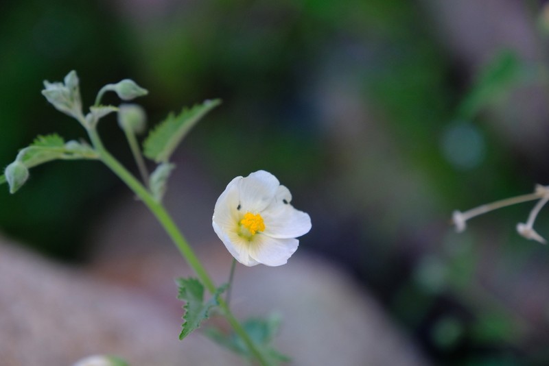 Abutilon dinteri photo 5