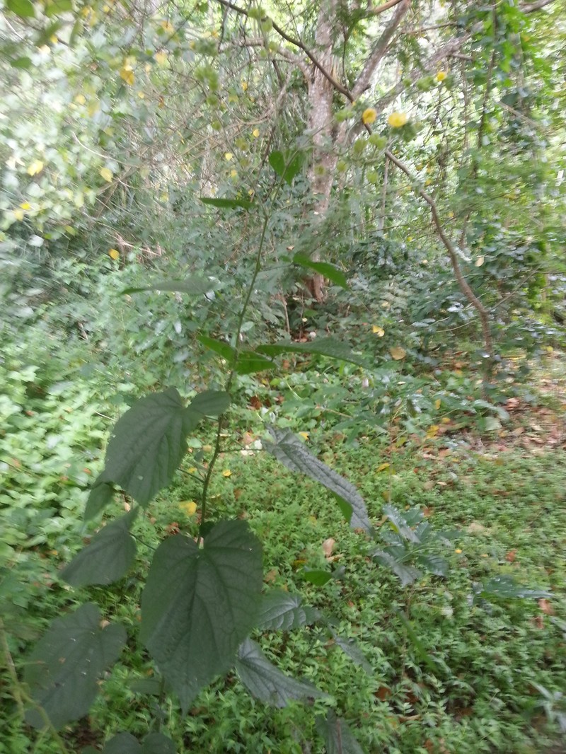 Abutilon dispermum photo 2