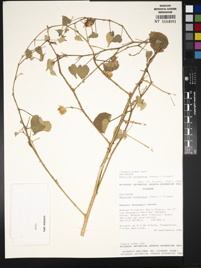 Abutilon dispermum photo 3