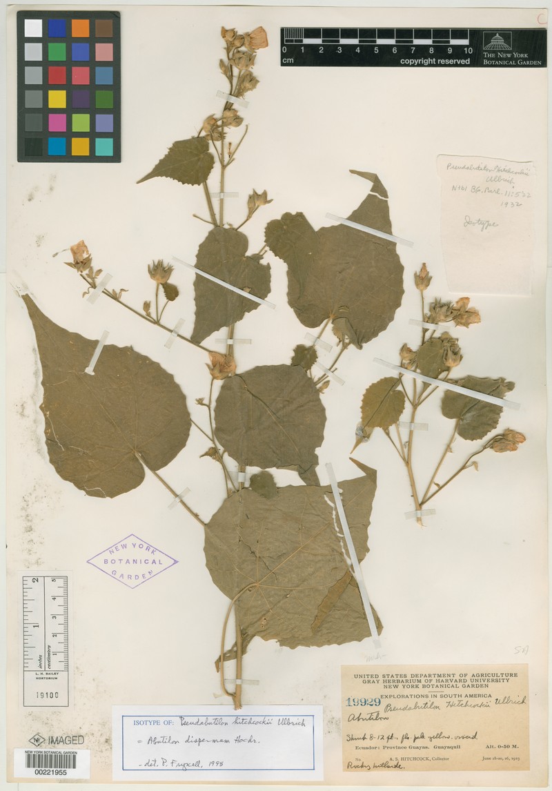 Abutilon dispermum photo 5
