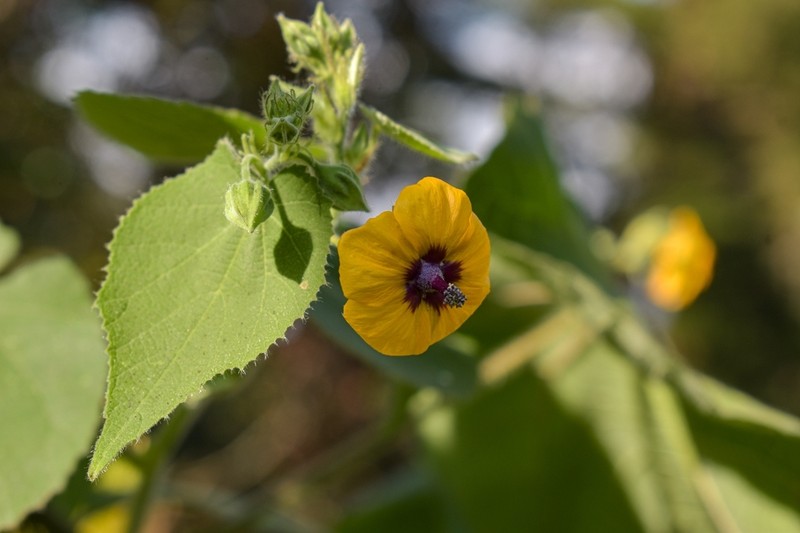 Abutilon divaricatum