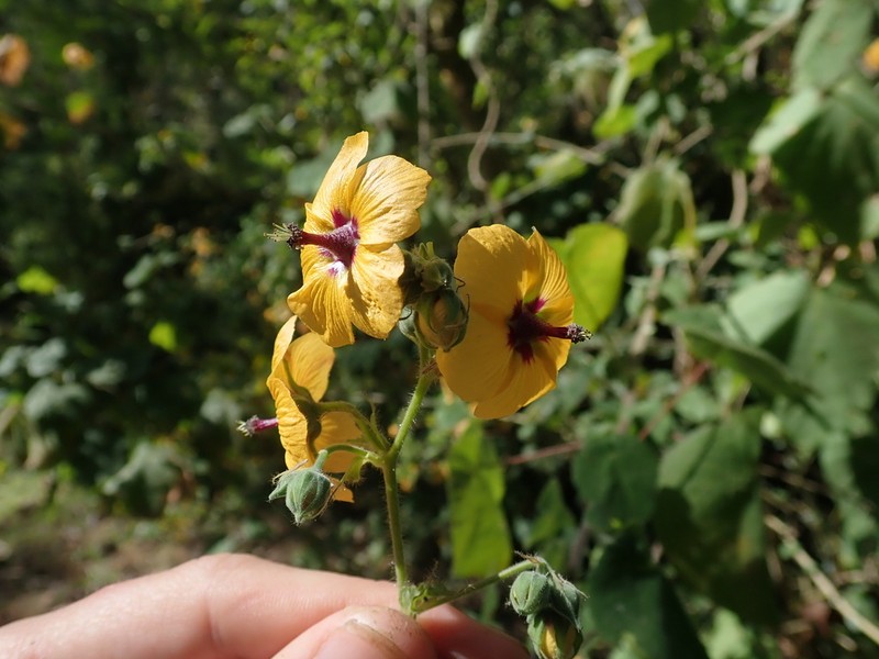Abutilon divaricatum photo 2
