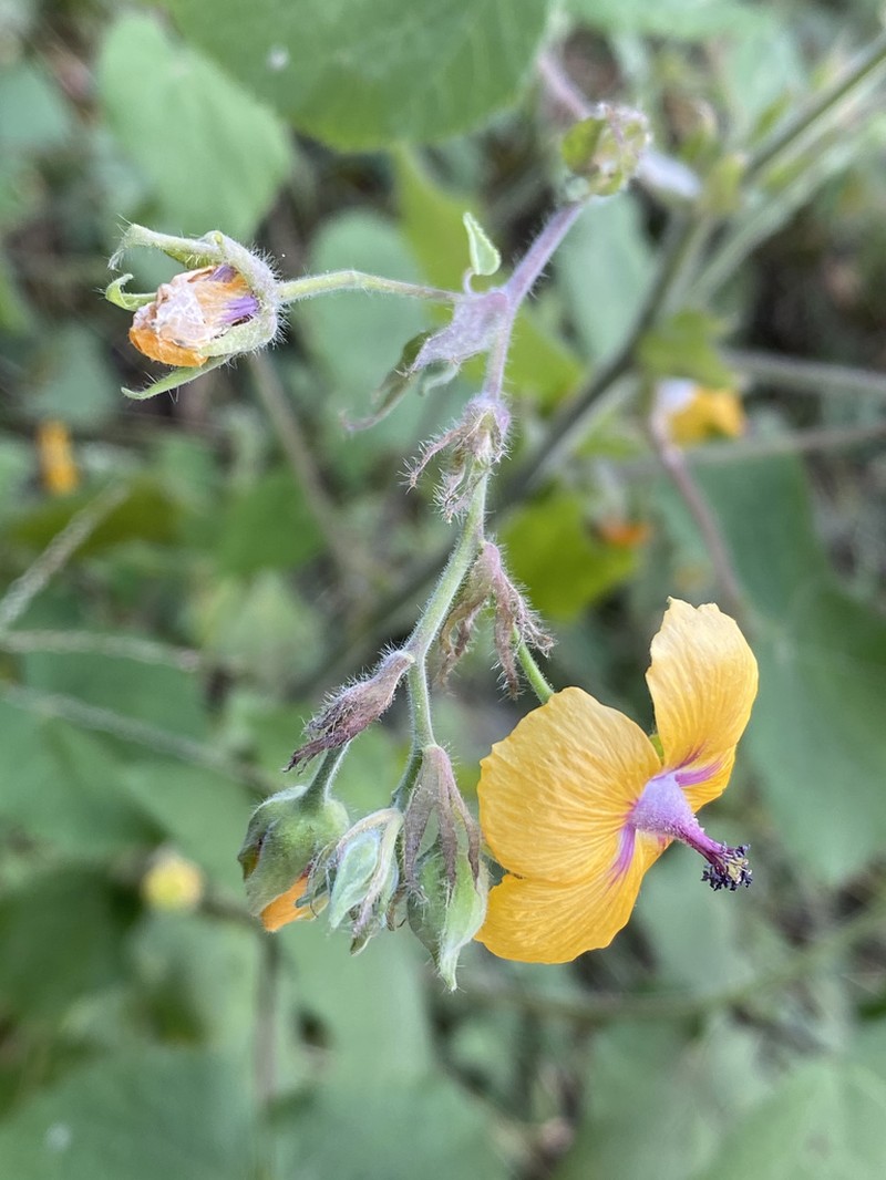 Abutilon divaricatum photo 3