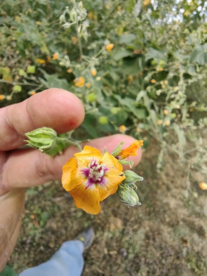 Abutilon divaricatum photo 4