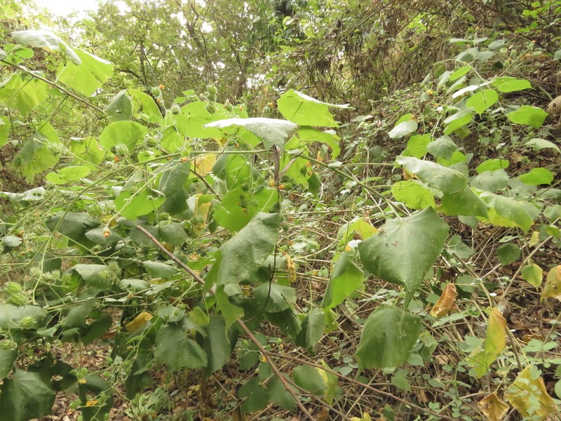 Abutilon divaricatum photo 5