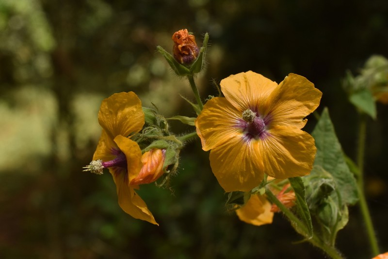 Abutilon divaricatum photo 6