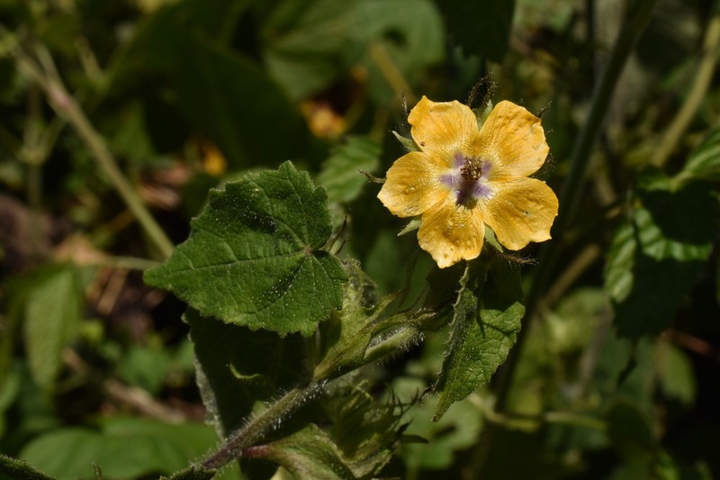 Abutilon divaricatum photo 7