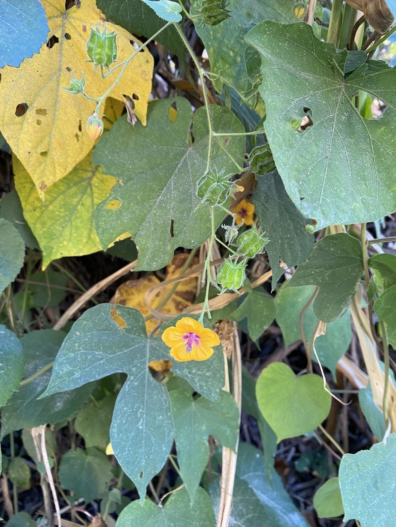 Abutilon divaricatum photo 8